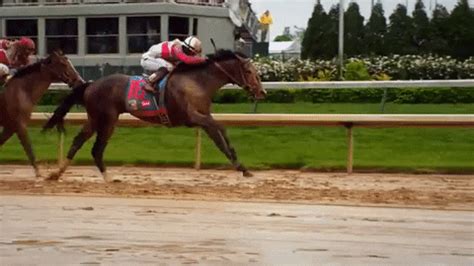 Horse Race GIFs .